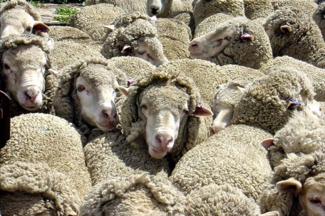 Traerán ovejas a Ecuador desde Chile