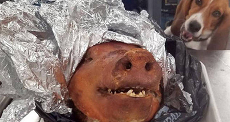 Ecuatoriano causa noticia en Estados Unidos tras hallarse una cabeza de cerdo en su equipaje