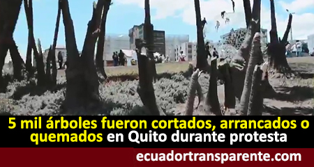 Aproximadamente cinco mil árboles fueron destruídos en Quito durante el violento paro