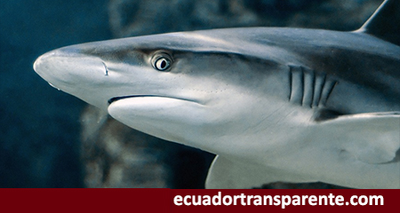 USFQ revela que en mercados de Quito se vende carne de tiburón