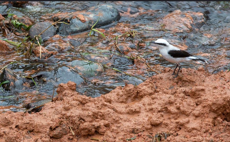 Grave derrame de petrleo en Esmeraldas: emergencia ambiental y crisis en fuentes hdricas